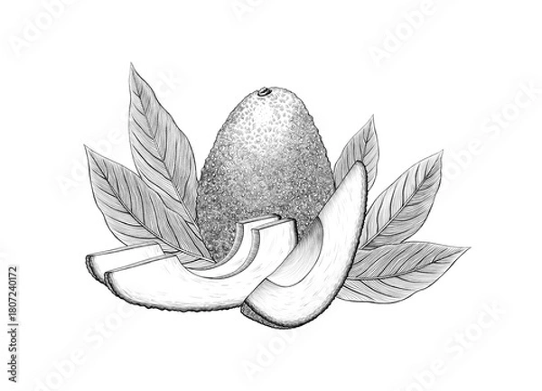 Fototapeta Composition of Avocado hass fruit Graphic line art Pencil sketch on white background Exotic plant