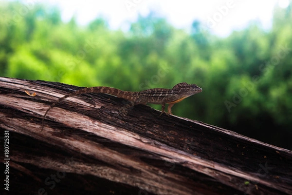 Fototapeta Lizard on a tree