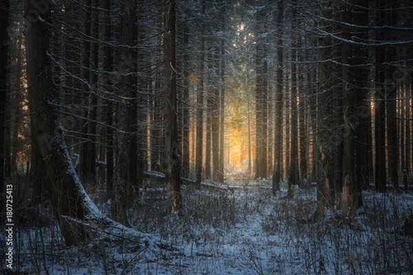 Fototapeta wieczór w pięknym zimowym lesie świerkowym