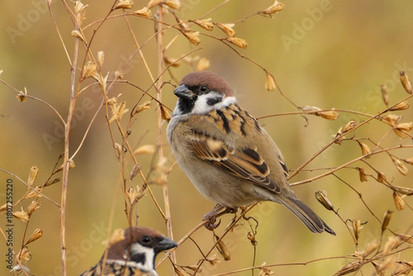 Obraz 小さな草を食べにくるスズメ