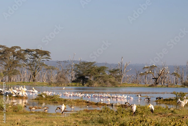 Obraz Great white pelicans, lesser flamingos, and storks gathering at the lake edge in Lake Nakuru National Park Kenya