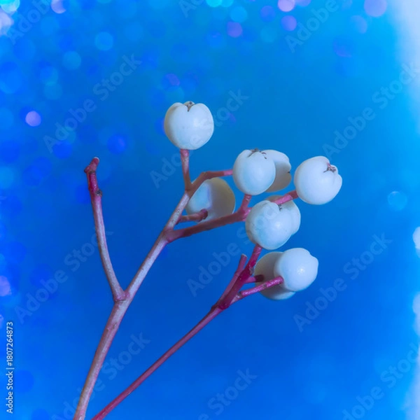 Fototapeta Macro White Berry on Tree Stem – Natural Fruit in Woodland