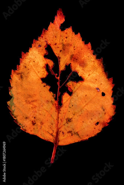 Obraz Vibrant Decaying Autumn Leaf in Macro – Detailed Fall Leaf Texture