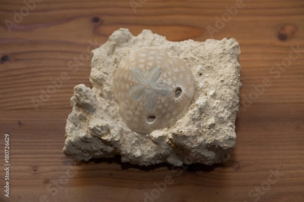 Obraz roccia con conchiglia fossile