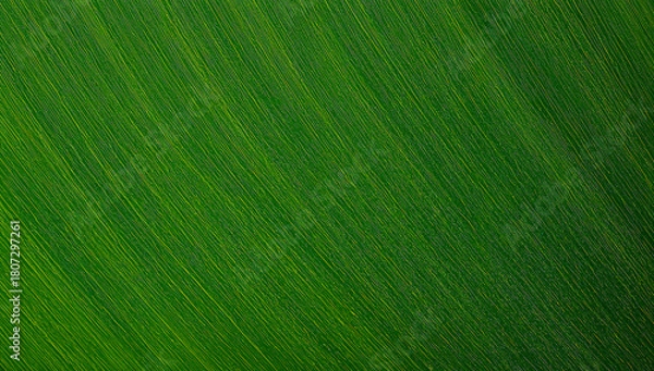 Fototapeta Close up of a verdant leaf showing details