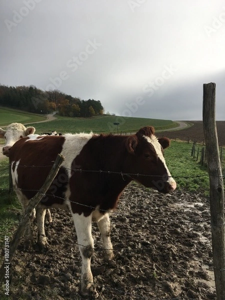 Obraz Vaches à Colombey