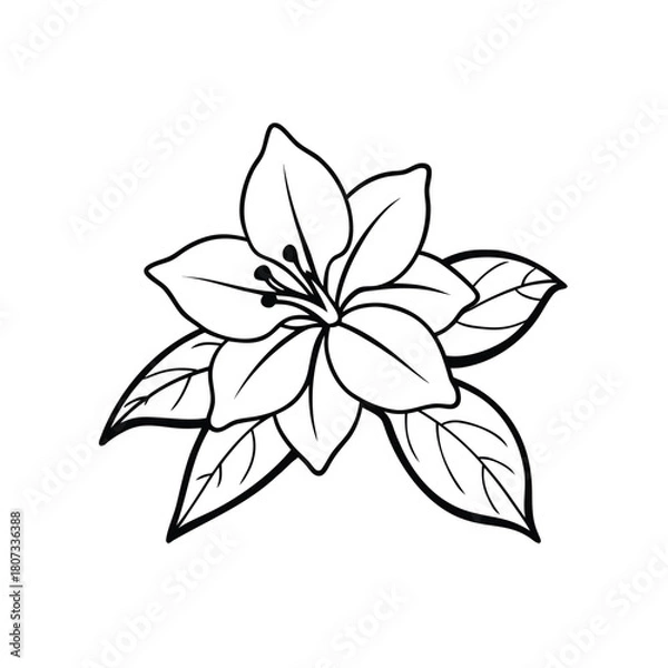 Fototapeta Simple black and white line drawing of a lily flower with leaves