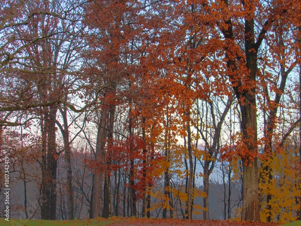 Obraz trees in autumn