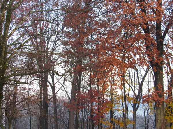 Obraz trees in autumn