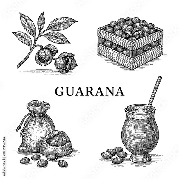 Obraz Guarana Plant and Seeds in Vintage Botanical Engraving Style Transparent Background