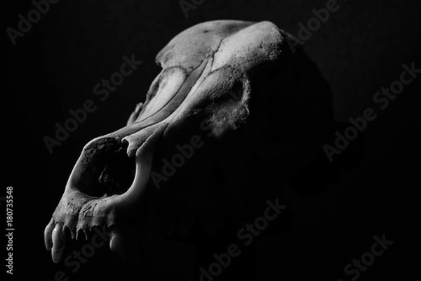 Obraz skull dog