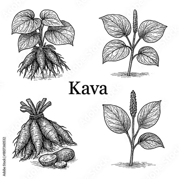 Obraz Kava Plant, Roots, Leaves, and Stems in Vintage Botanical Engraving Style, Transparent Background