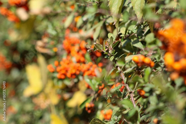 Obraz Beautiful close-up of Pyracantha crenulata berries glowing in the sunlight with soft bokeh background.