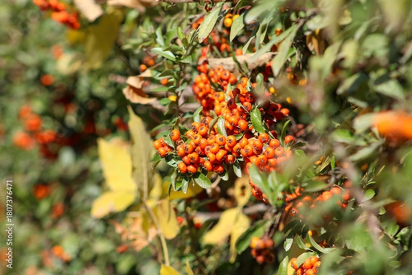 Obraz Cluster of ripe red Pyracantha berries in focus against green leaves, symbolizing autumn and natural abundance.
