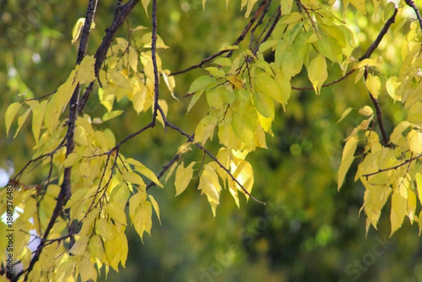 Obraz Close-up of Celtis occidentalis tree leaves turning bright yellow in autumn sunlight, symbolizing seasonal change in nature.