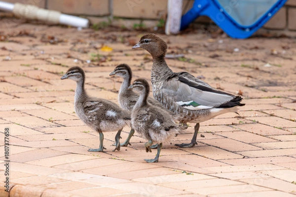Fototapeta Photograph of a family of Australian Wood Ducks walking around in the sunshine on bricks near a swimming pool in the Blue Mountains in NSW, Australia.
