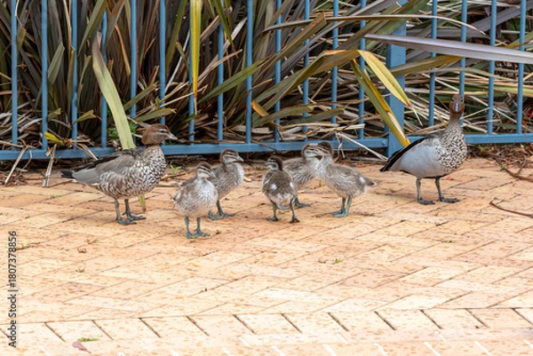 Fototapeta Photograph of a family of Australian Wood Ducks walking around in the sunshine on bricks near a swimming pool in the Blue Mountains in NSW, Australia.