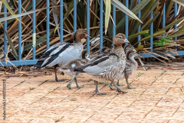 Fototapeta Photograph of a family of Australian Wood Ducks walking around in the sunshine on bricks near a swimming pool in the Blue Mountains in NSW, Australia.