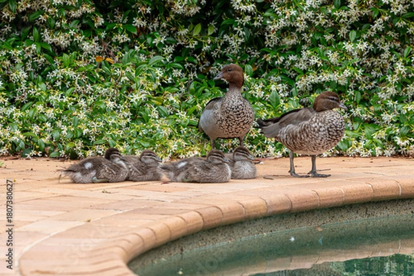 Obraz Photograph of a family of Australian Wood Ducks walking around in the sunshine on bricks near a swimming pool in the Blue Mountains in NSW, Australia.