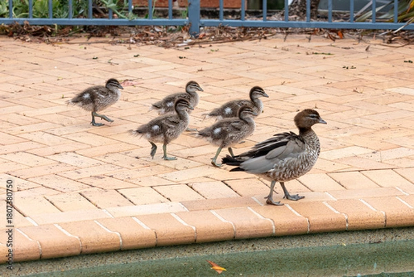 Fototapeta Photograph of a family of Australian Wood Ducks walking around in the sunshine on bricks near a swimming pool in the Blue Mountains in NSW, Australia.