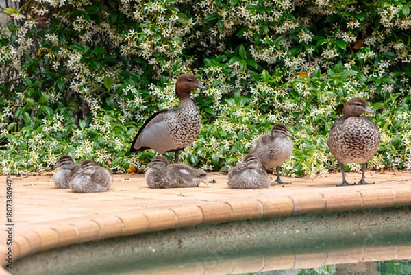 Obraz Photograph of a family of Australian Wood Ducks walking around in the sunshine on bricks near a swimming pool in the Blue Mountains in NSW, Australia.