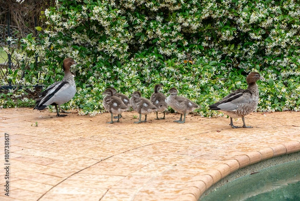Fototapeta Photograph of a family of Australian Wood Ducks walking around in the sunshine on bricks near a swimming pool in the Blue Mountains in NSW, Australia.