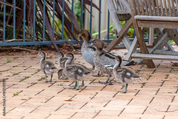 Obraz Photograph of a family of Australian Wood Ducks walking around in the sunshine on bricks near a swimming pool in the Blue Mountains in NSW, Australia.