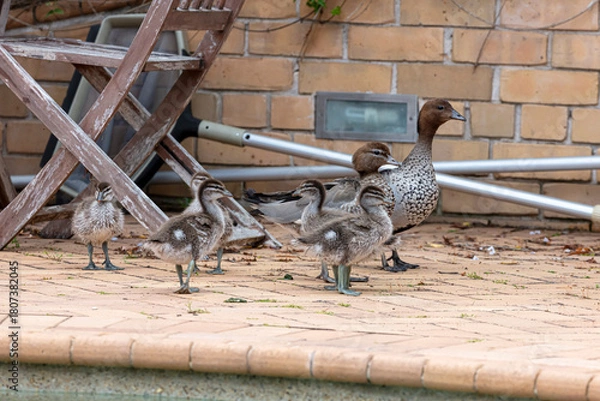 Fototapeta Photograph of a family of Australian Wood Ducks walking around in the sunshine on bricks near a swimming pool in the Blue Mountains in NSW, Australia.