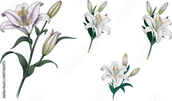 Obraz Elegant botanical illustration of blooming white lily flower with green leaves and buds, detailed floral artwork perfect for decorative design projects