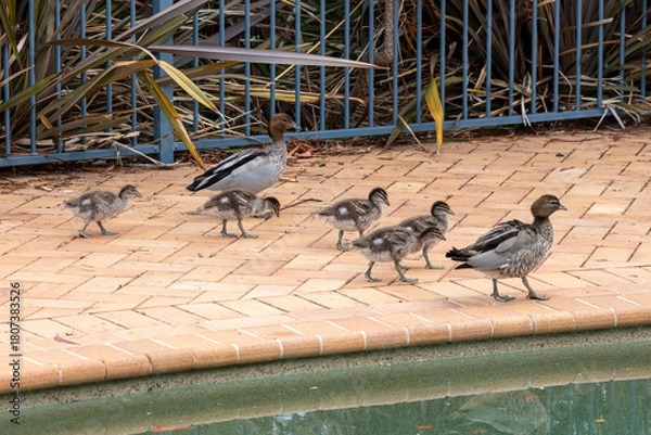 Obraz Photograph of a family of Australian Wood Ducks walking around in the sunshine on bricks near a swimming pool in the Blue Mountains in NSW, Australia.