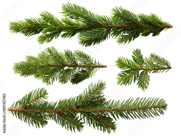 Fototapeta Five fir branches isolated on transparent background for festive decoration