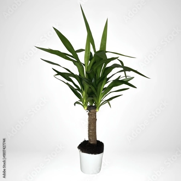 Fototapeta green plant in a pot