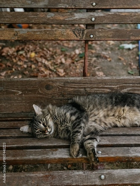 Obraz cat sitting on the fence