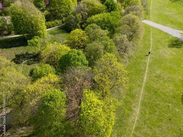 Fototapeta Aerial view from the drone of a man walking in the green city park