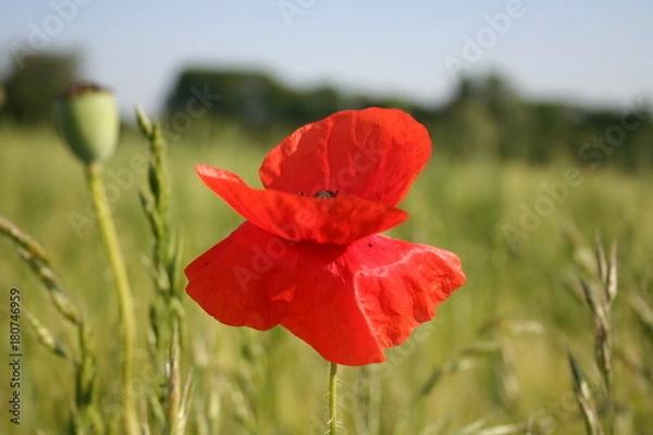 Obraz coquelicot