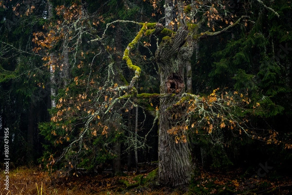 Fototapeta Old tree landscape in autumn