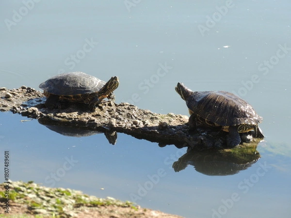 Obraz Two turtles basking in the sunlight