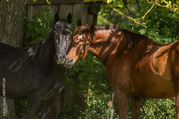 Fototapeta Pferdekuss