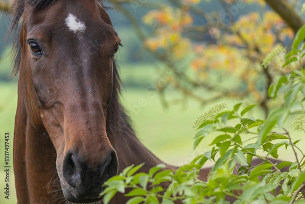 Fototapeta Pferdegesicht