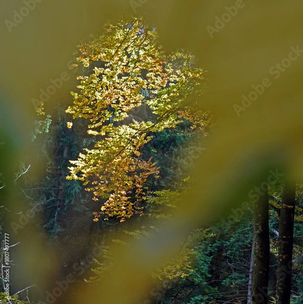 Obraz Herbstimpression im Wald