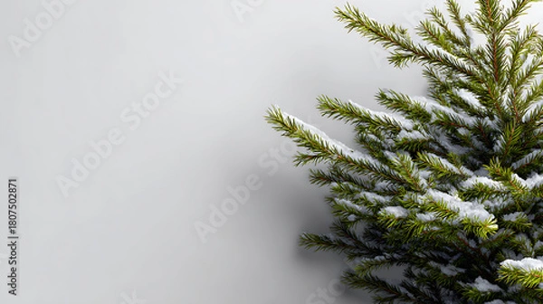 Fototapeta Close-up of Snow-Covered Pine Branches on a Light Gray Background