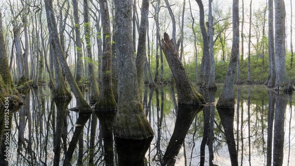 Obraz Mysterious Dark Water and Cypress Trunks in Mississippi Swamp, USA