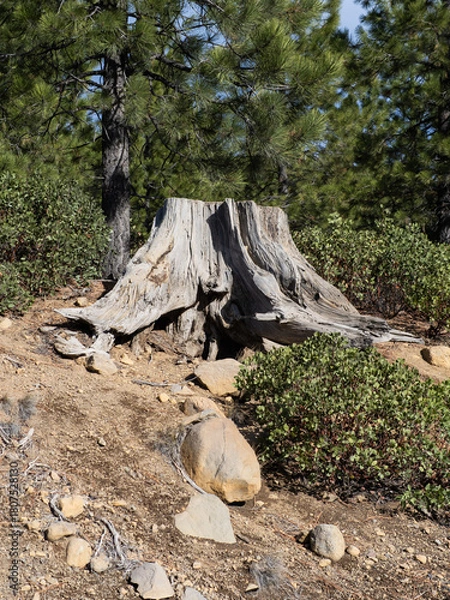 Obraz An old stump continues to hang on to a steep hill with pine trees and manzanita bushes.