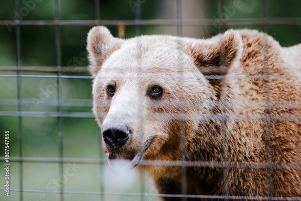 Obraz A close-up shows a Syrian brown bear's face with its light fur and curious dark eyes, peering out from behind the metal fence of its enclosure at a wildlife sanctuary