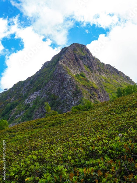 Fototapeta many rhododendron bushes on the mountain slope