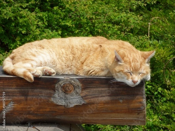 Obraz Schlafende Katze