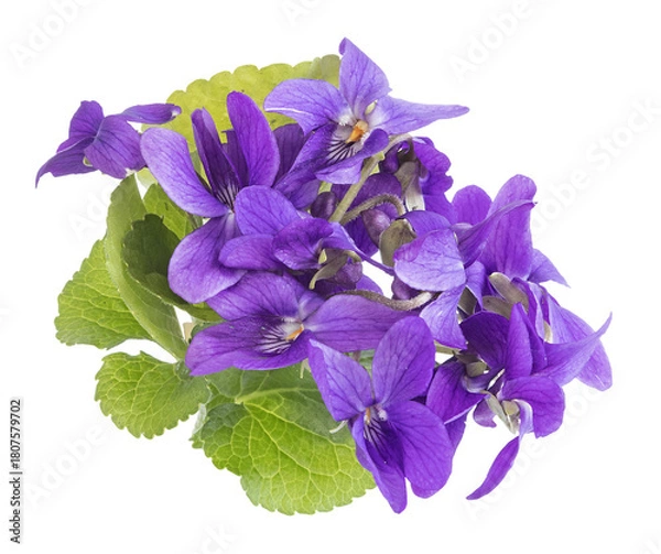 Fototapeta Bouquet de violettes	