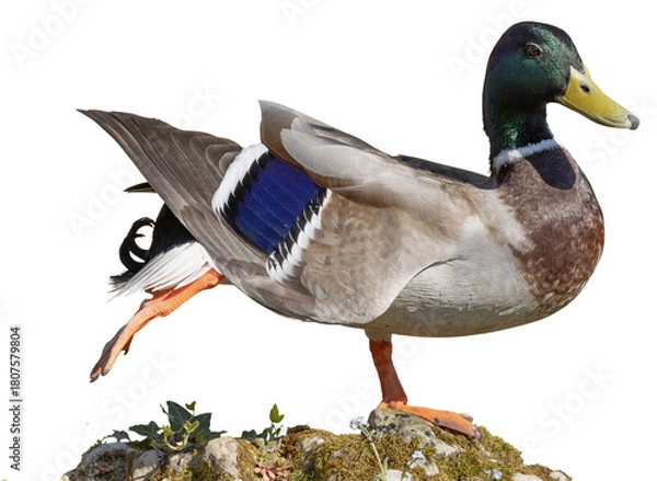 Obraz Canard Colvert