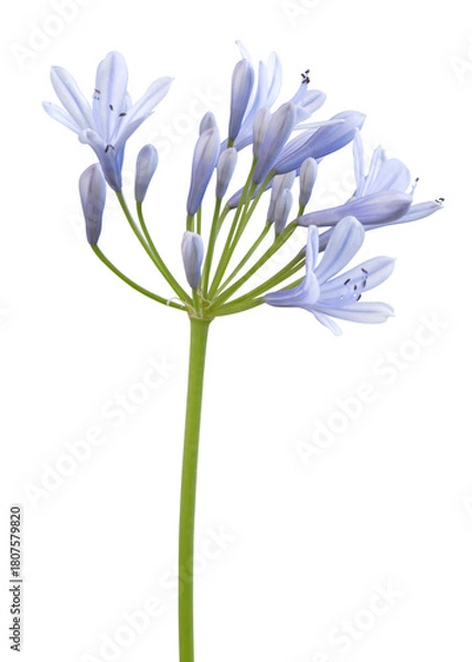 Fototapeta Fleur d'Agapanthe bleue	