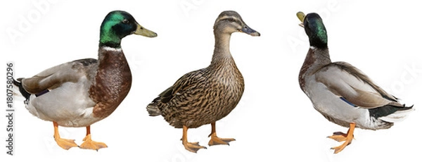 Obraz Canard Colvert